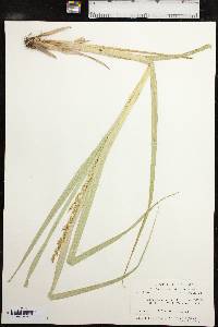 Carex crus-corvi image