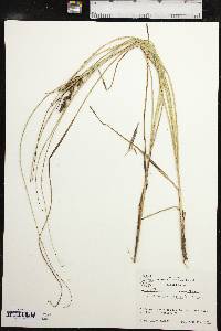 Carex decomposita image