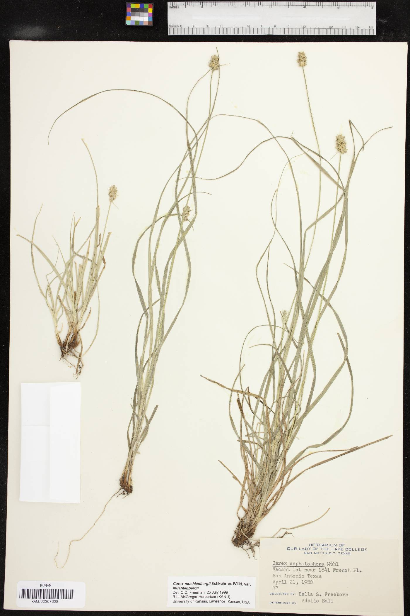 Carex muehlenbergii var. muehlenbergii image