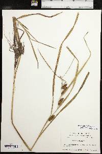 Carex aureolensis image