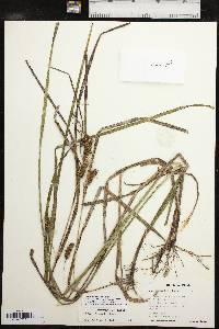 Carex aureolensis image