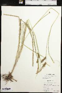 Carex hyalinolepis image