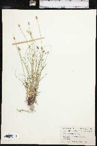 Carex leavenworthii image