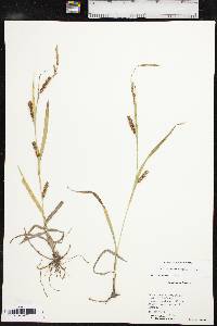 Carex microdonta image