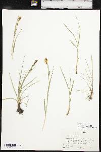 Carex meadii image