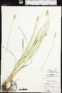 Carex muehlenbergii var. muehlenbergii image