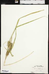 Carex lupuliformis image