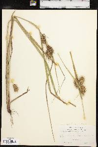 Carex lupuliformis image