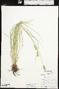 Carex muehlenbergii var. enervis image