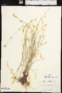 Carex retroflexa image