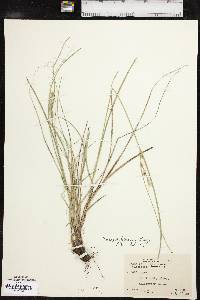 Carex schiedeana image