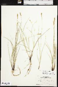 Carex retroflexa image