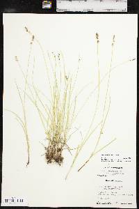 Carex retroflexa image