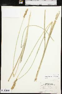 Carex oklahomensis image