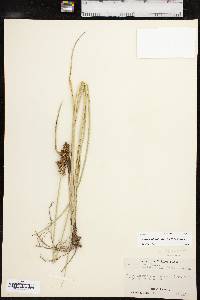 Carex oklahomensis image