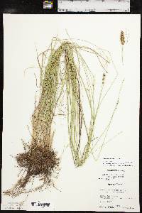 Carex retroflexa image