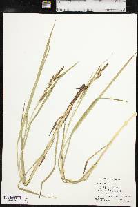 Carex shortiana image