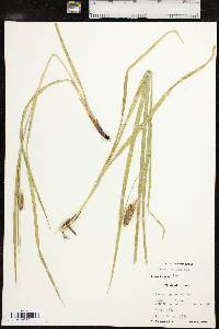 Carex typhina image