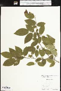 Carpinus caroliniana subsp. virginiana image