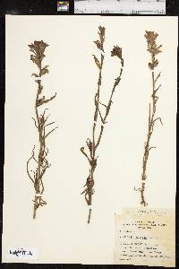 Castilleja indivisa image