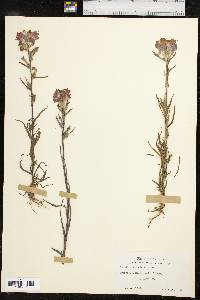 Castilleja indivisa image