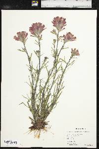 Castilleja coccinea image