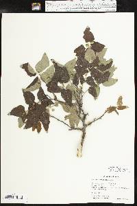 Celtis reticulata image