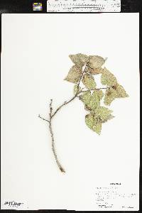 Celtis reticulata image