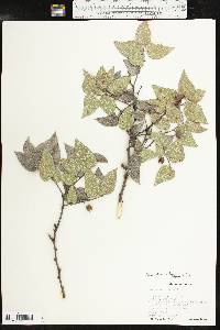 Celtis reticulata image