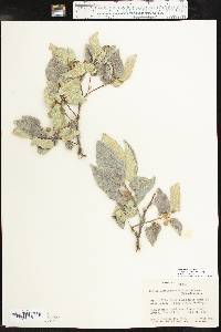 Celtis reticulata image