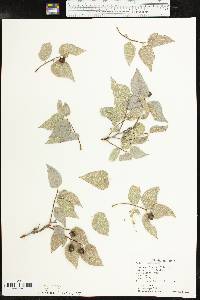 Celtis reticulata image