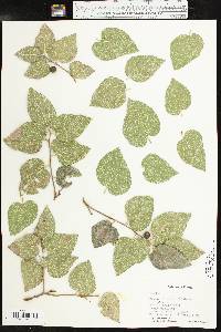 Celtis reticulata image