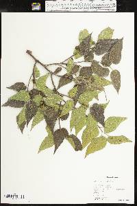 Celtis reticulata image