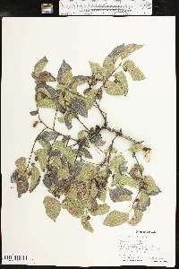 Celtis reticulata image