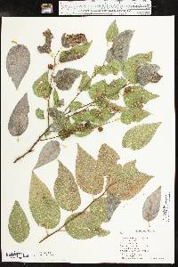 Celtis reticulata image