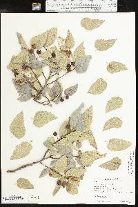 Celtis reticulata image