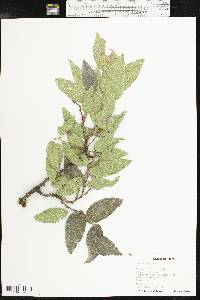 Celtis reticulata image