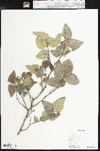 Celtis reticulata image