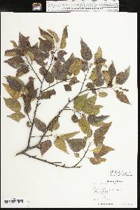 Celtis reticulata image