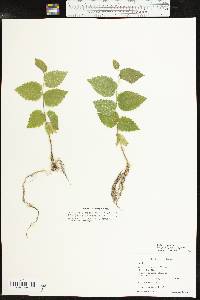 Celtis reticulata image