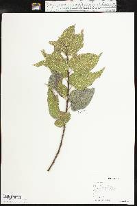 Celtis reticulata image