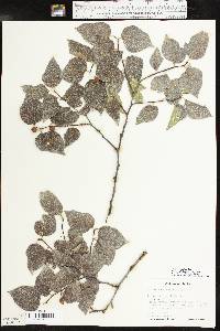 Celtis reticulata image