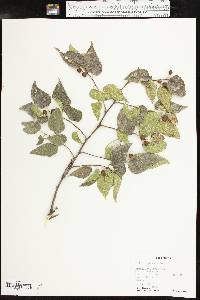 Celtis reticulata image