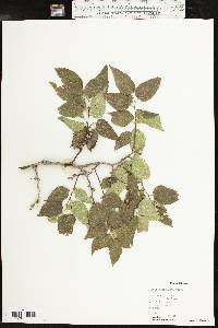 Celtis reticulata image