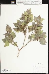 Celtis reticulata image