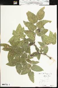 Celtis reticulata image