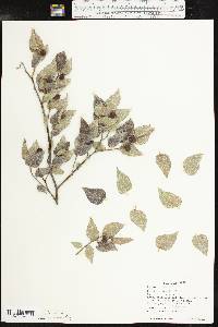 Celtis reticulata image