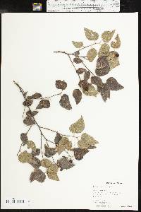 Celtis reticulata image