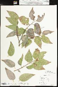 Celtis reticulata image