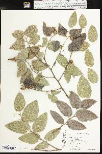 Celtis reticulata image